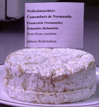 Camembert 1